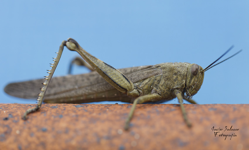 Pequeño saltamontes (Little grasshopper)