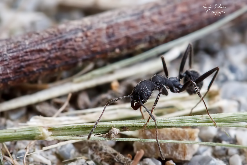 La pequeña hormiga