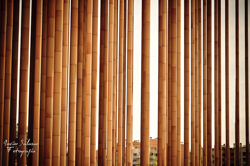 Campos de bambú
