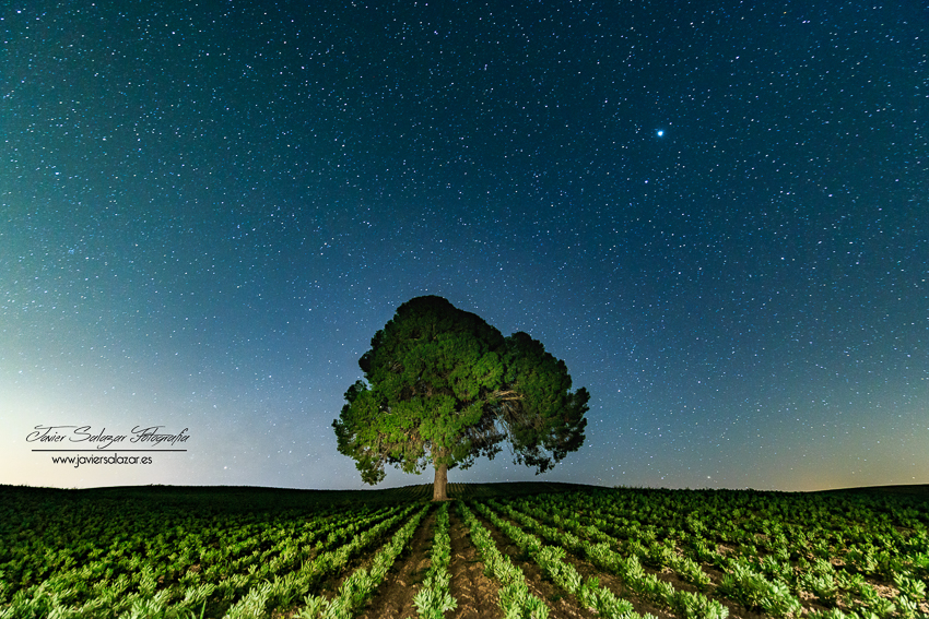 El árbol de la vida