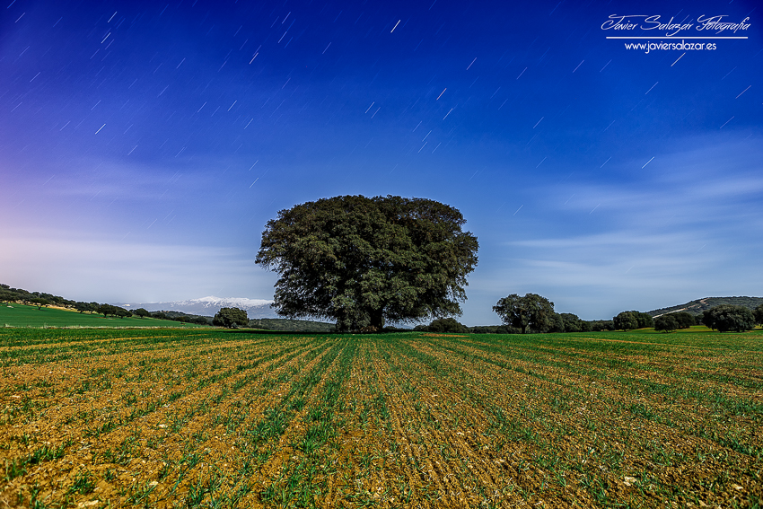 La vieja encina