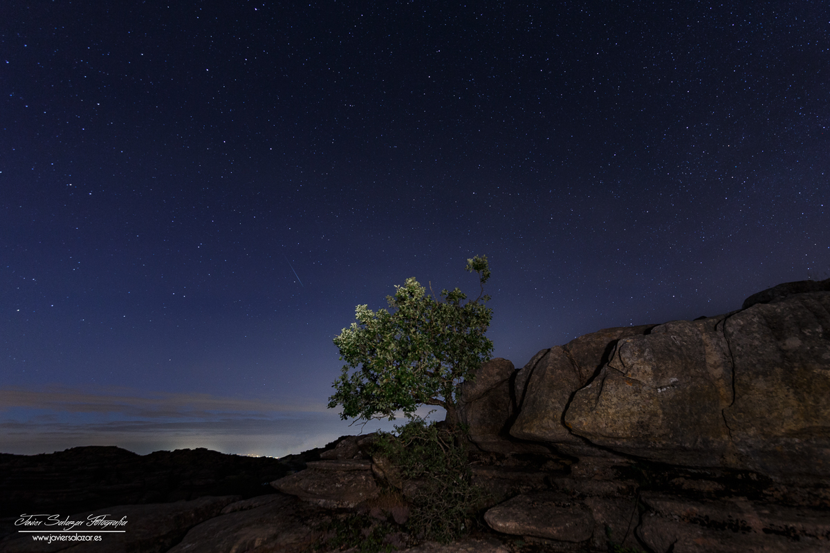 El árbol solitario