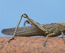 Pequeño saltamontes (Little grasshopper)