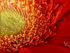 Gerbera