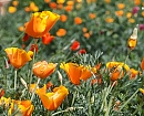 Primavera naranja