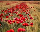 Alfombra roja