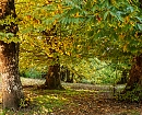 El bosque de otoño