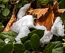 Naturaleza muerta