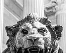 El león del Congreso.