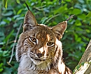 Lince Ibérico