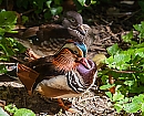 El pato de colores