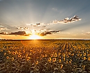 Campo de soles
