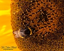 La abeja hacendosa