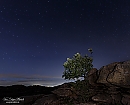 El árbol solitario
