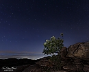 El árbol solitario